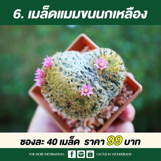 เมล็ดแมมขนนกเหลือง เมล็ดแคคตัส 40 เมล็ด