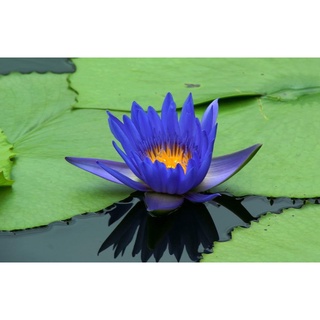 10 เมล็ด เมล็ดบัว สีน้ำเงิน นำเข้า บัวนอก สายพันธุ์เมล็ดบัว Waterlily Nymphaea Seeds