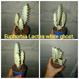 Euphorbia..ยูโฟเบียไวท์โกส//กระดูกมังกร//Dragon bone