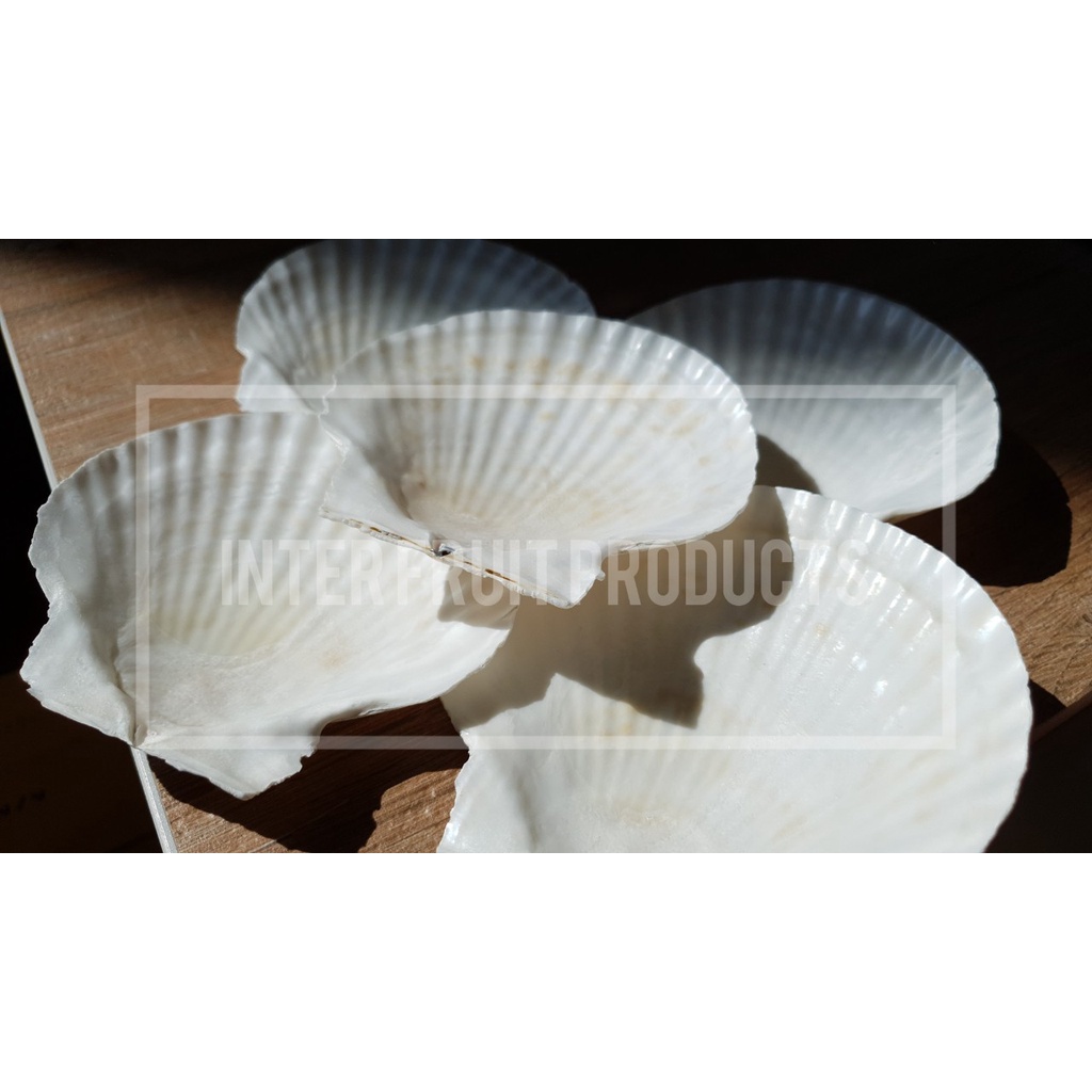 เปลือกหอยเชลล์สำหรับย่างบาร์บีคิวชุดละ 5 ชิ้น Scallop Shell for BBQ สีธรรมชาติขนาดใหญ่ Size 10 - 12เซ็นติเมตร