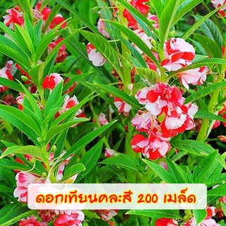 เมล็ดดอกเทียนคละสี300เมล็ด