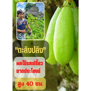 รสเปรี้ยว ลูกดก 1 ต้น ต้นตะลิงปลิง (ขนาดกลาง) ตะลิงปลิง สูง 40 ซม. ต้นพันธุ์พร้อมปลูก ต้นพันธุ์ตะลิงปลิง ต้นพร้อมส่ง