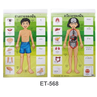 สื่อการสอน ร่างกายของฉัน &amp;อวัยวะภายใน และอวัยวะภายนอก  #ET-568