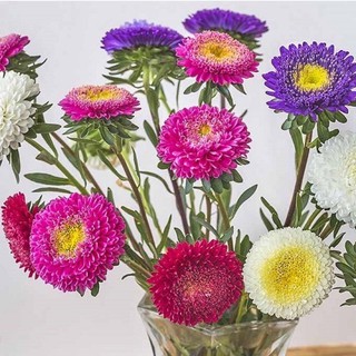 เมล็ดพันธุ์ ดอกแอสเตอร์ คละสี (Powder Puff Aster Flower Seed) บรรจุ 200 เมล็ด