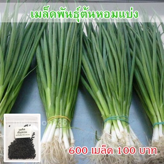 เมล็ดพันธุ์ ต้นหอม หอมแบ่ง 1100 เมล็ด