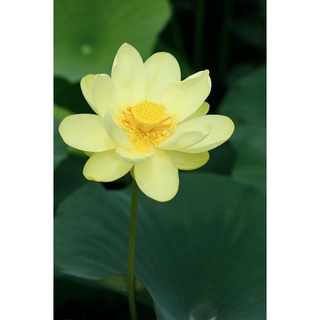 7 เมล็ด เมล็ดบัว สีเหลือง ดอกเล็ก สายพันธุ์เมล็ดบัว ดอกบัว Lotus seeds