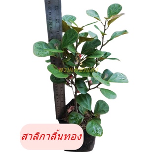 **สินค้าขายดี**ต้นสาลิกาลิ้นทอง ราคา 45 บาทค่ะ