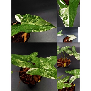 เงินไหลมาเทมาด่างขาว Syngonium podophyllum Albo Variegated