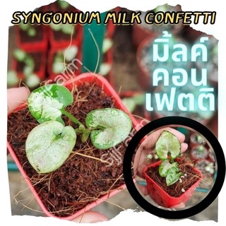 1 กระถาง ต้นเงินไหลมาไซโกเนียมมิ้วคอนเฟตติ Syngonium milk confetti ขนาดกระถาง 2.5นิ้ว จัดส่งแบบยกกระถาง คละต้นส่ง