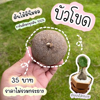 บัวบกโขด ต้นบัวบกโขด บัวโขด บัวบกป่า งอก 100% หัวละ 35 บาท