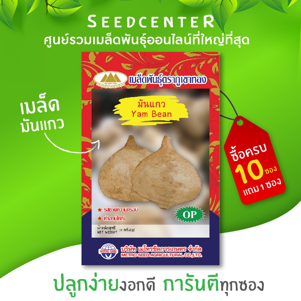 เมล็ดมันแกว ขนาด 3 กรัม ภูเขาทอง
