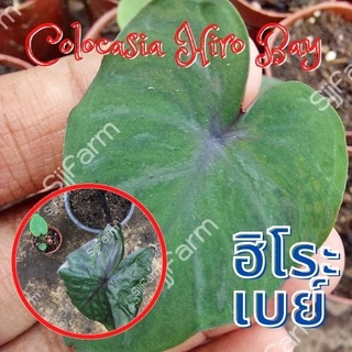 Colocasia Hilo bay 1 ต้น โคโลคาเซีย ฮิโระเบย์ ปลูกได้ทั้งแบบบนดินและในน้ำ💦 จัดส่งแบบคละต้น สินค้าพร้อมส่ง