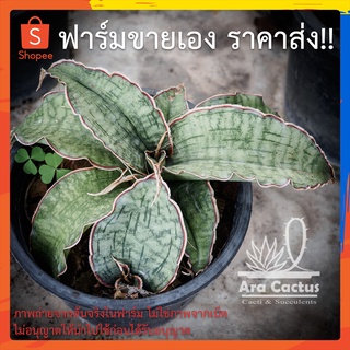 สวนขายเอง! ลิ้นมังกรซิลเวอร์บลู Sansevieria SilverBlue ไซส์กระถาง 5 นิ้ว แคคตัส ไม้ในร่ม ต้นไม้ประดับ อวบน้ำ ไม้ฟอกอากาศ