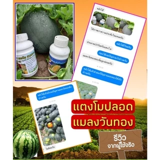 ชุดป้องกันและกำจัดแมลงวันทอง #ออร์ก้าแวกซ์ + #เฮอเบิลฟรุทฟราย ตัดวงจรชีวิต หมดสิทธิ์วางไข่ ปลอดภัยต่อผลผลิต