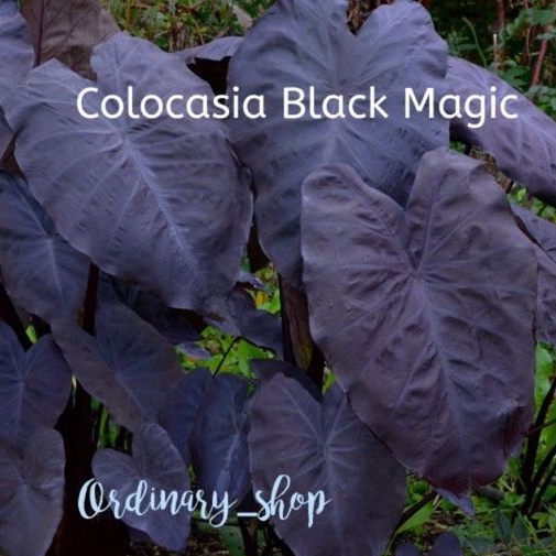 บอนดำ black magic|Colocasia |black magic|แบลคเมจิก| บอนดำ black magic |colocasia  black magic|แบล็คเมจิก