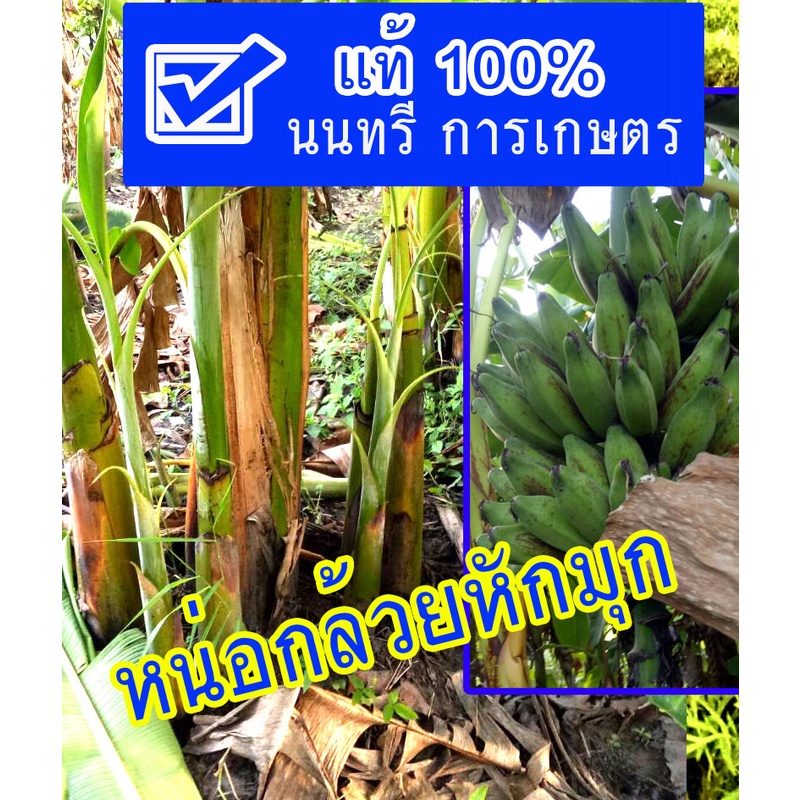 (ต้องมีติดสวน ) (2หน่อ)  หน่อกล้วยหักมุก ชุด 2 หน่อ ส่งตรงจากสวนโดยตรง ขุดสดๆ เหง้าใหญ่ ๆ มีสวนเอง หักมุก
