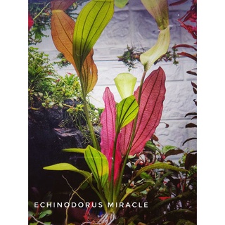 echinodorus miracle ไม้น้ำ ใบสีชมพู เจ็บๆ ต้นแม่