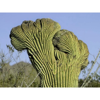 ซากัวโร คริส Saguaro Cactus Carnegiea gigantre cristata (ไม้เมล็ดจากแม่คริส)