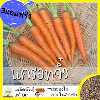 🥕🥕เมล็ดเบบี้แครอท🥕🥕🥕