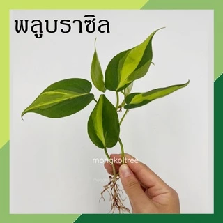 พร้อมส่ง(ซื้อ 6 กิ่งลด 10.- แถมฟรี!! ปุ๋ย 10ก.) 🌱ต้นไม้เลี้ยงน้ำ 20 ชนิด(ขายเป็นกิ่ง)🌱ต้นไม้ฟอกอากาศ ใส่แจกันประดับบ้าน