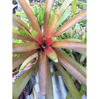 สับปะรดสี#bromeliad# ต้นไม้สวยงาม# ไม้ประดับ# ตกแต่งสวน# ปลูกตกแต่งบ้าน# ไม้มงคล# ขายราคาถูก # ต้นไม้คุณภาพ#ต้นไม้ทนแล้ง