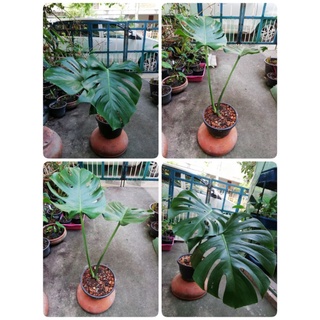 Monstera​ ไจแอนต์​ ไม้ฟอกอากาศ ไม้ในบ้าน ไม้ร่มรำไร กระถาง 10 นิ้ว