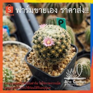 สวนขายเอง! แมมขนนกเหลือง ดอกชมพู Mammillaria schiedeana ไซส์กระถาง 2 นิ้ว แคคตัส กระบองเพชร ต้นไม้ประดับ อวบน้ำ แคนตัส