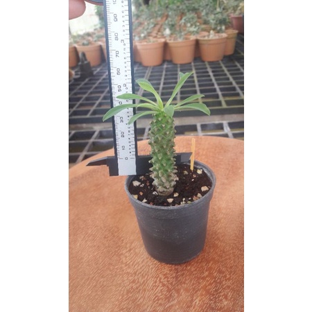 Euphorbia sotetsu kirin