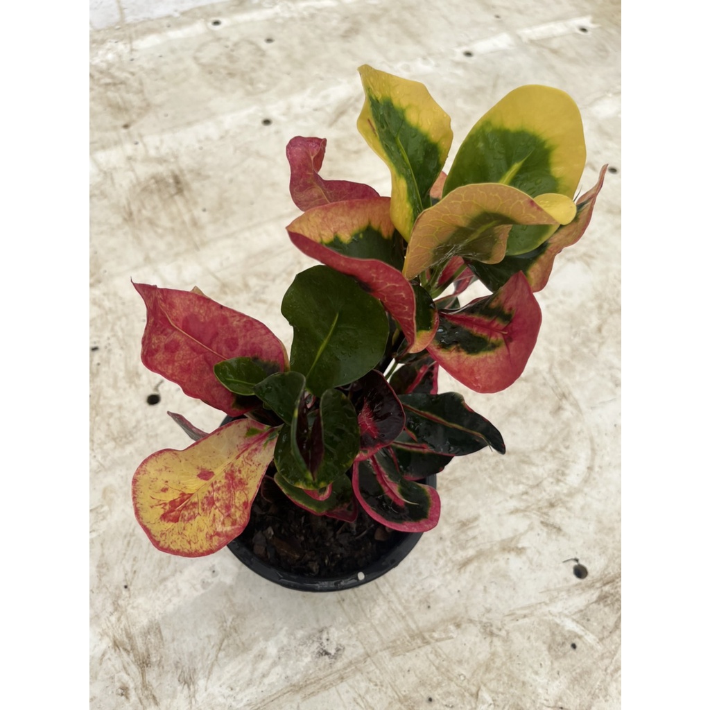 มุมมอง 4