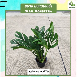 ต้นสยามมอนสเตอร่า Siam Monstera ส่งทั้งกระถาง (ต้นไม้ฟอกอากาศ)