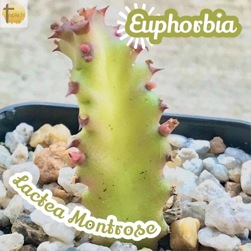 [ยูโฟเบียมังกร] Euphorbia Lactea Montrose ส่งพร้อมกระถาง แคคตัส Cactus Succulent Haworthia Euphorbia ไม้หายาก พืชอวบน้ำ