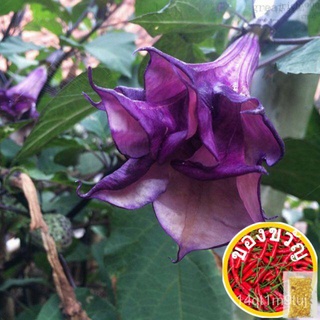 10 pcs benih Kecubung (datura) medicine seed plants seed ubat angin pasang benih terung pungar帽子/花园/上衣/苹果/园艺/文胸/seeds/生菜