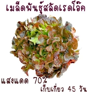 เมล็ดพันธุ์ผักสลัด 50-500เมล็ด เมล็ดพันธุ์สลัด