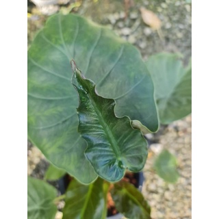 ต้นบอนเวนติไอ 🪴🪴 Alocasia Wentii