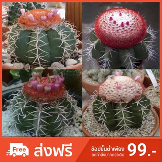 🌵เมล็ดพันธุ์แคคตัส🌵 เมโลมิกซ์ 100 เมล็ด ปลูกง่ายโตไว