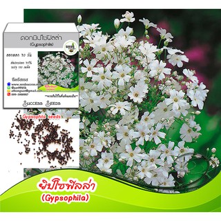 เมล็ดดดอกยิปโซฟิลล่า (Gypsophila) 150 เมล็ด เมล็ดพันธุ์ดอกจิ๊ปโซฟิลล่า จิ๊ปโซฟิลล่า เมล็ดจิ๊ปโซฟิลล่า เมล็ดดอกไม้