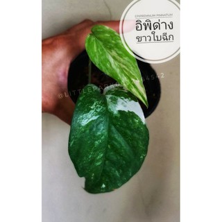 ต้นไม้​ด่าง ต้นอิพิด่างขาว​  พลูฉีกด่างขาว Epipremnum pinnatum variegated albo