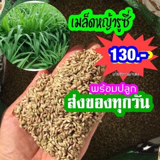 #เมล็ดหญ้ารูซี่ 🌱🌱 กิโลกรัมละ 130บาท.  1 กก. ต่อ 1 งาน  ส่งของทุกวัน✅.มีเก็บปลายทางค่ะ