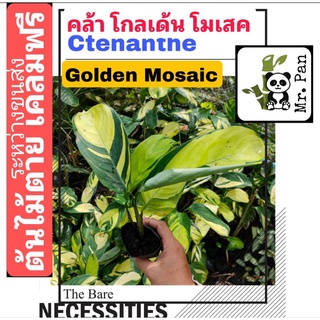 คล้าโกลเด้น โมเสค Ctenathe Golden Mosaic