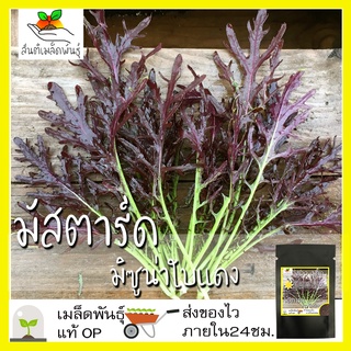 เมล็ดพันธุ์ มัสตาร์ด มิซูน่าใบแดง 300 เมล็ด Red Mizuana Mustard Seed เมล็ดพันธุ์แท้100% นำเข้าจากต่างประเทศ ปลูกผัก สวน