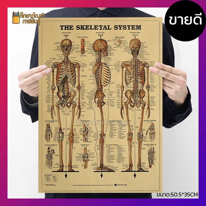 ระบบ โครงกระดูกมนุษย์ Skeletal System anatomy ภาพโปสเตอร์ ร่างกายมนุษย์ กระดาษคราฟท์ สไตล์วินเทจ เพื่อการศึกษาเรียนรู้