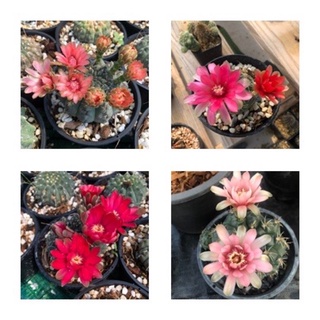 ยิมโน บัลเดียนัม (Gymnocalycium Baldianum) กระบองเพชร แคคตัส