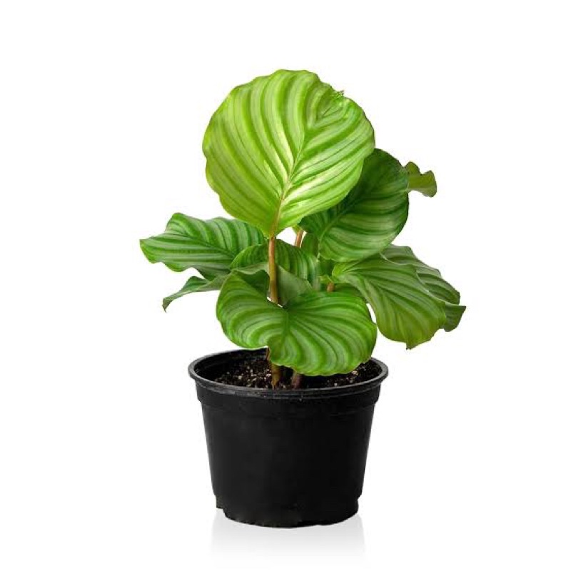 คล้าใบตอง (Calathea orbifolia) กระถาง 4-5 นิ้ว ล็อตใหม่