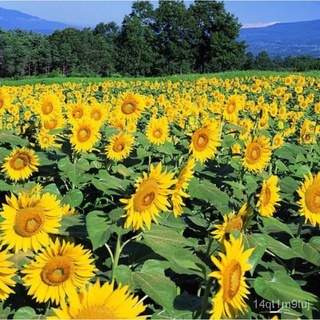 Biji Benih - Bunga Matahari | Flower Seed - Sunflower | 花种子 - สั้นดอกทานตะวัน种子/母婴/香菜/帽子/文胸/儿童/园艺/男装/芹菜/花园/ YL8Q