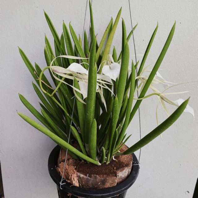 เจ้าหญิงรัตติกาล - Brassavola nodosa (L.) Lindl.