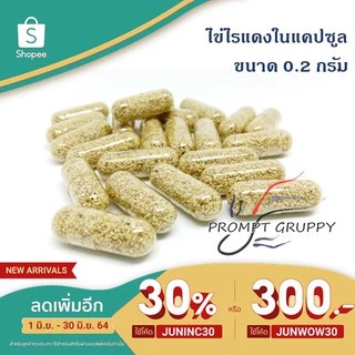 ไข่ไรแดง มาโคร (Moina Macrocopa) 🦐 ในแคปซูลใหญ่เบอร์1 🚚 ส่งฟรีส่งทุกวันอาหารปลาสำหรับลูกปลาแรกเกิด
