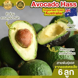 อะโวคาโด 6 ลูก Avocado Hass อะโวคาโด้ อโวคาโด อะโวคาโดสด อะโวคาโดสุก อะโวคาโด แฮส ผลไม้ ผลไม้สด นำเข้าจากออสเตรเลีย