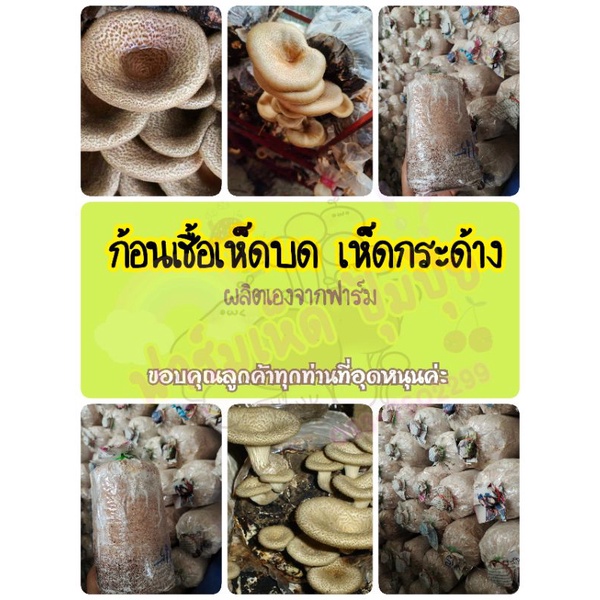 ก้อนเชื้อเห็ดกระด้าง เห็ดบด เห็ดลม ชนิดเดียวกันเชื้อเดิน20%แล้วค่ะ