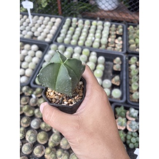 มายริโอ้ (Astrophytum myriostigma) กระบองเพชร แคคตัส