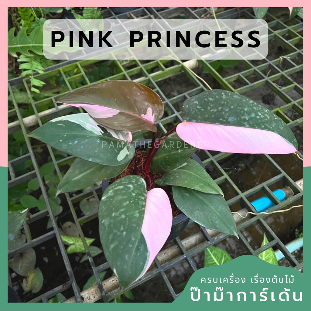 ต้นพิ้งปริ้นเซส มาเบิ้ล Pink Princess Marble 4 นิ้ว